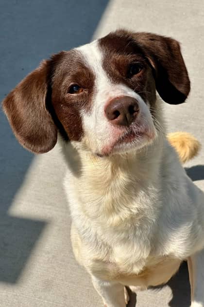 Bandit - Mixed Breed available for adoption
