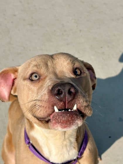 Wallaby Way - Mixed Breed available for adoption