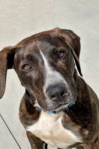 Martin - Cur, Black-Mouth/Mix available for adoption