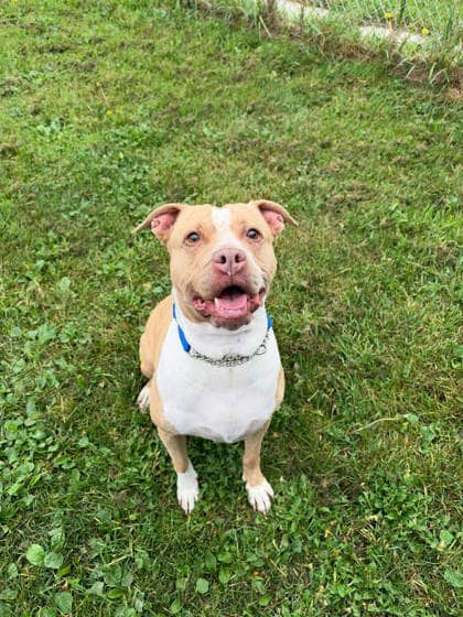 Xantina - Bully American  - Standard available for adoption at Ontario SPCA (Toronto Area) in Whitby