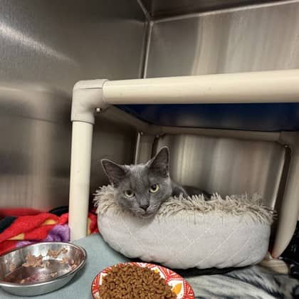 Lulu - Domestic Shorthair available for adoption