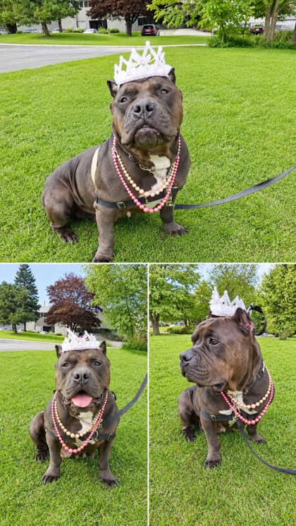 Mystique - Bulldog available for adoption in Ontario
