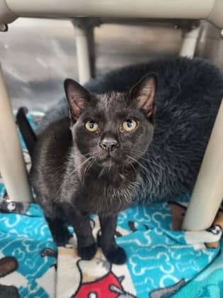 Selma - Domestic Shorthair cat available for adoption at Ontario SPCA (Toronto Area) in Toronto