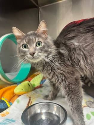 Cauldron - Domestic Longhair available for adoption