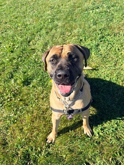 Bruce - Cane Corso available for adoption at Ontario SPCA (Toronto Area) in Whitby