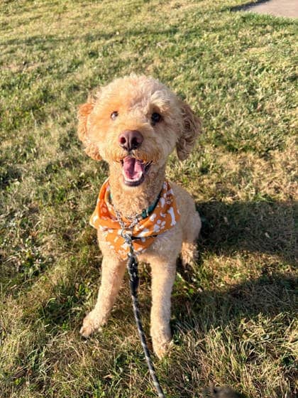 Taz - Poodle, Miniature / Poodle, Miniature available for adoption