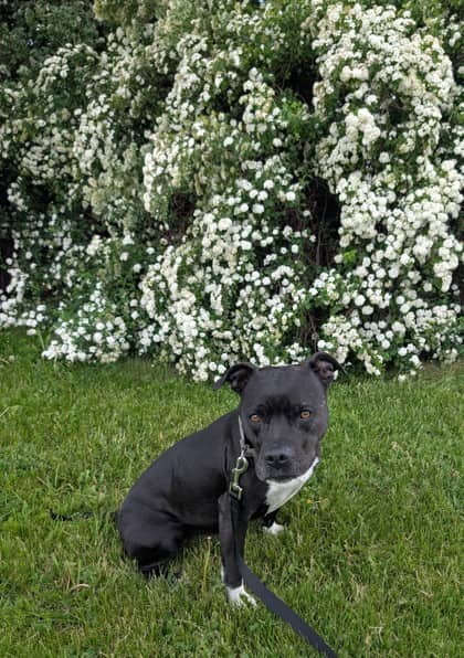 Cola - Bulldog, American available for adoption at Ontario SPCA (Toronto Area) in Whitby