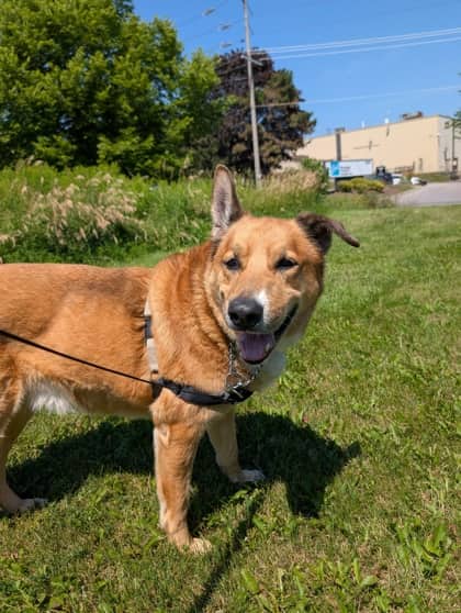 Wiser - Shepherd available for adoption at Ontario SPCA (Toronto Area) in Toronto