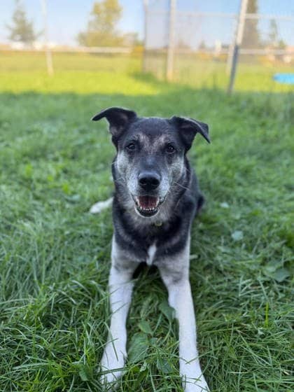 Bear - Mixed Breed available for adoption at Ontario SPCA (Toronto Area) in Whitby