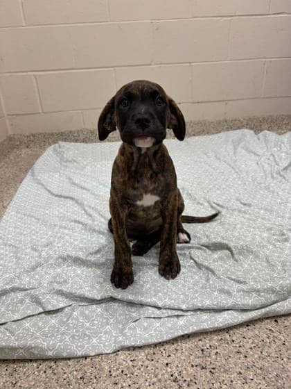 Rhubarb - Cane Corso available for adoption