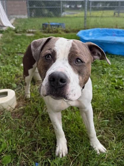 Corndog - Bulldog available for adoption at Ontario SPCA (Toronto Area) in Toronto