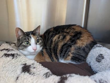 Nova - Domestic Shorthair cat available for adoption at Ontario SPCA (Toronto Area) in Toronto