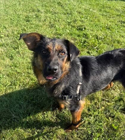 Lucy - German Shepherd available for adoption at Ontario SPCA (Toronto Area) in Toronto