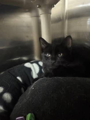 Churro - Domestic Shorthair available for adoption
