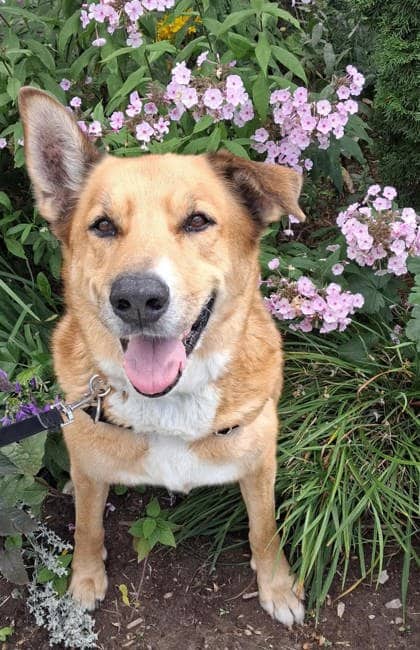 Wiser - Shepherd available for adoption