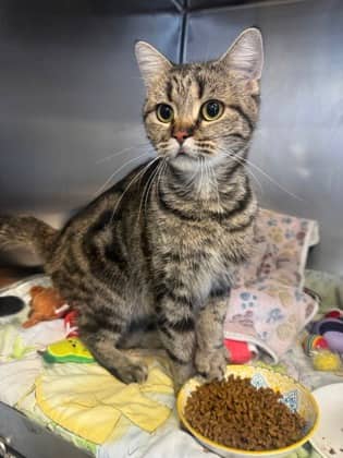 Elsa - Domestic Shorthair cat available for adoption at Ontario SPCA (Toronto Area) in Whitby