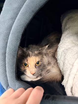 Patches - Domestic Shorthair available for adoption