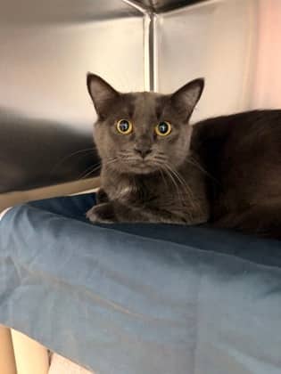 Priya - Domestic Shorthair cat available for adoption at Ontario SPCA (Toronto Area) in Whitby
