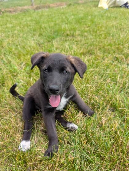 Pong - Siberian Husky available for adoption