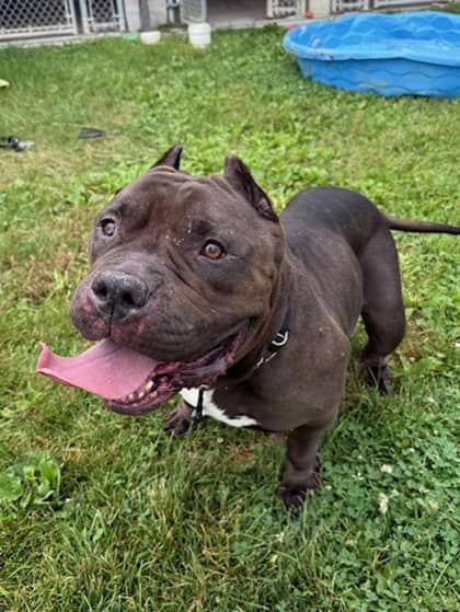 Mystique - Bulldog available for adoption at Ontario SPCA (Toronto Area) in Whitby