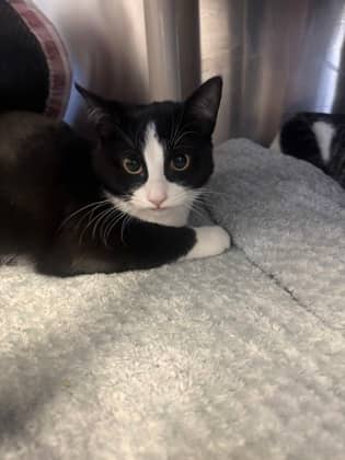 Taco - Domestic Shorthair cat available for adoption at Ontario SPCA (Toronto Area) in Whitby