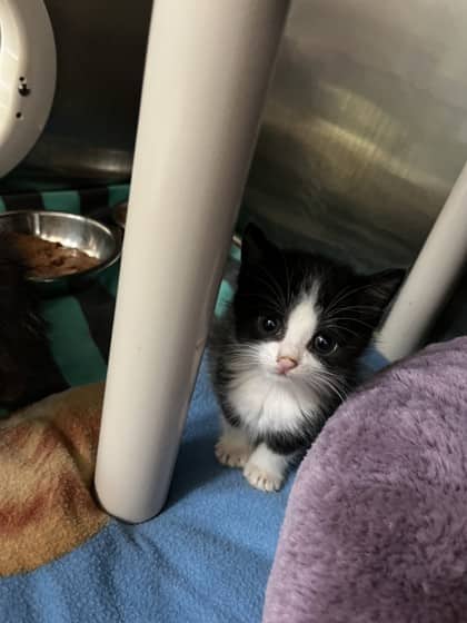 Misty - Domestic Shorthair cat available for adoption at Ontario SPCA (Toronto Area) in Toronto