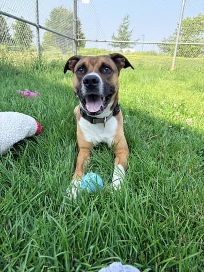Chevy - Shepherd available for adoption