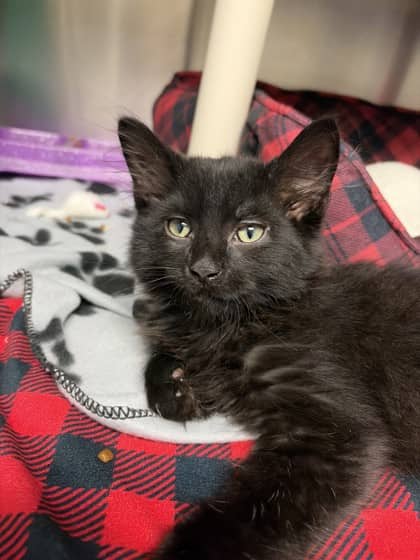 Rudy - Domestic Longhair available for adoption
