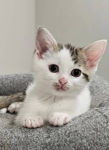 Dots - Domestic Shorthair cat available for adoption at Ontario SPCA (Toronto Area) in Toronto