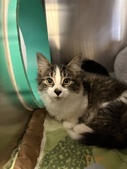 Burrito - Domestic Shorthair cat available for adoption at Ontario SPCA (Toronto Area) in Whitby