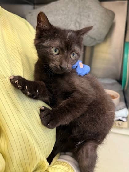 Pierre - Domestic Shorthair available for adoption