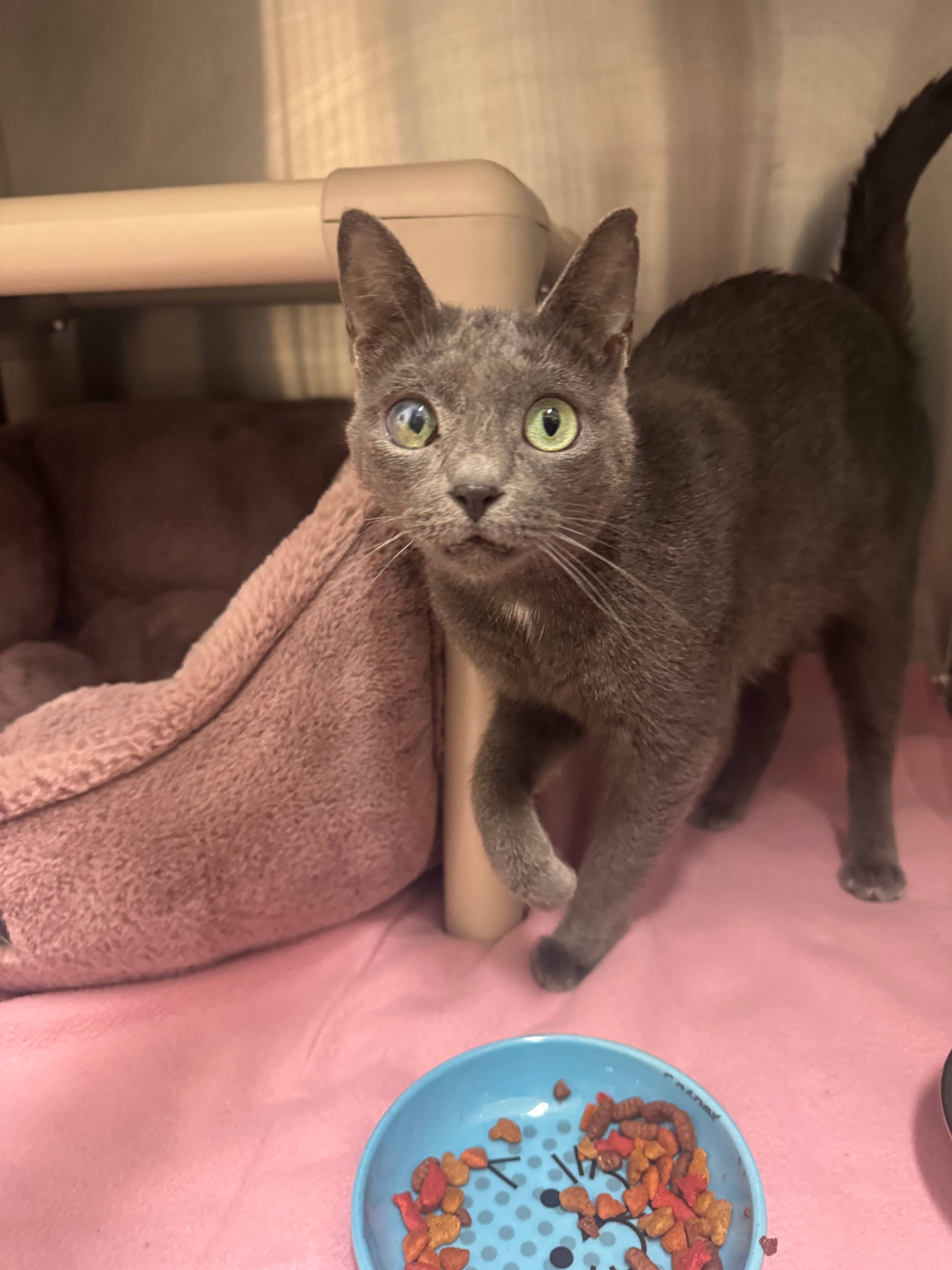 Treat - Domestic Shorthair cat available for adoption at Ontario SPCA (Toronto Area) in Whitby
