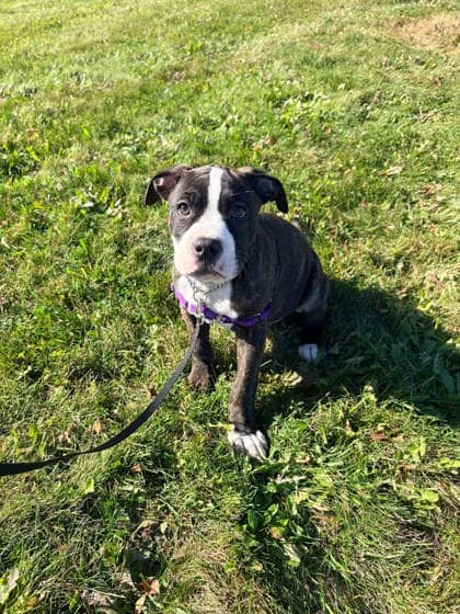 Heart - Mixed Breed available for adoption at Ontario SPCA (Toronto Area) in Whitby