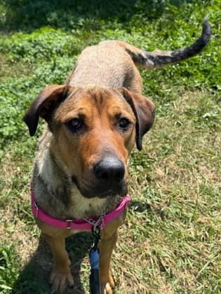 Missy - Shepherd available for adoption at Ontario SPCA (Toronto Area) in Toronto