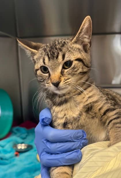Luc - Domestic Shorthair available for adoption