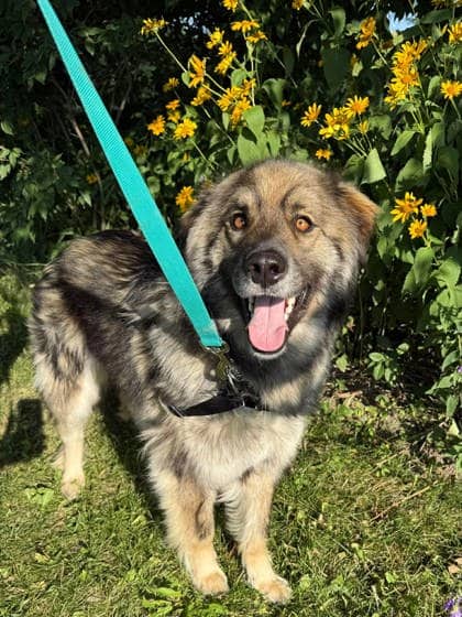 Hero - Shepherd available for adoption at Ontario SPCA (Toronto Area) in Toronto