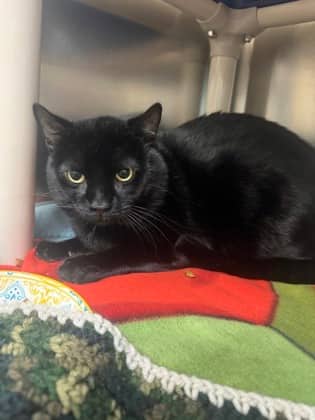 Shadow - Domestic Shorthair available for adoption