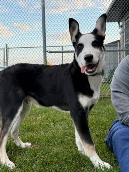 Rip - Siberian Husky available for adoption