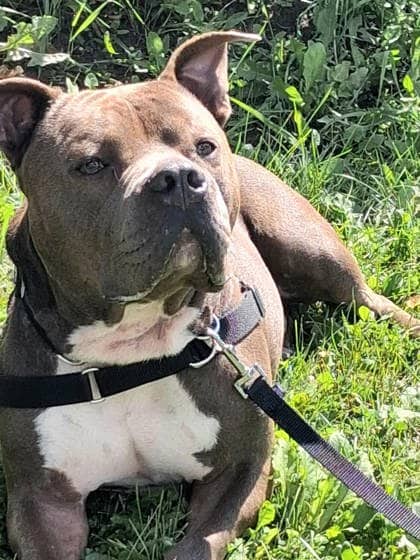 Piglet - Bulldog, American available for adoption in Calgary