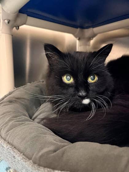 Lucy-Lou - Domestic Longhair cat available for adoption at Ontario SPCA (Toronto Area) in Whitby