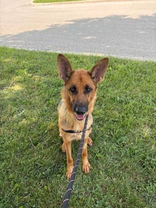 Stasha - German Shepherd available for adoption at Ontario SPCA (Toronto Area) in Toronto