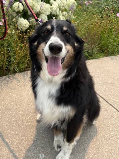 Cersei - Australian Shepherd available for adoption at Ontario SPCA (Toronto Area) in Toronto