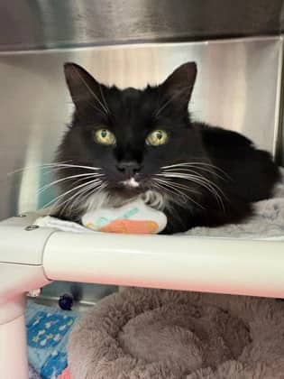 Molly - Domestic Medium Hair available for adoption