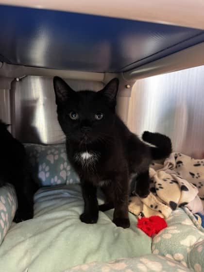 Pooh Bear - Domestic Shorthair cat available for adoption at Ontario SPCA (Toronto Area) in Toronto