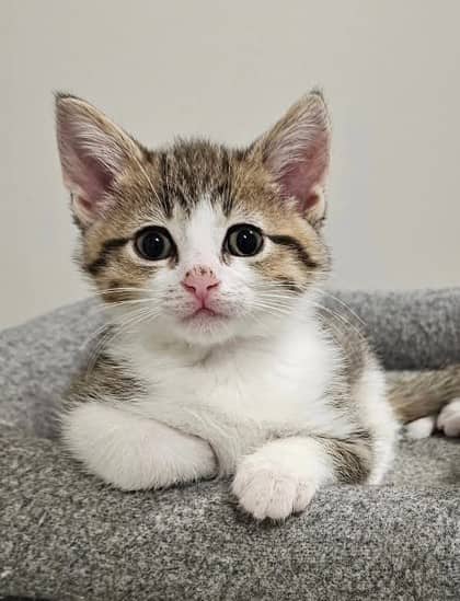Stripes - Domestic Shorthair cat available for adoption at Ontario SPCA (Toronto Area) in Toronto