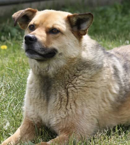 Hot Dog - Siberian Husky available for adoption