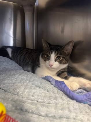 Fajita - Domestic Shorthair available for adoption