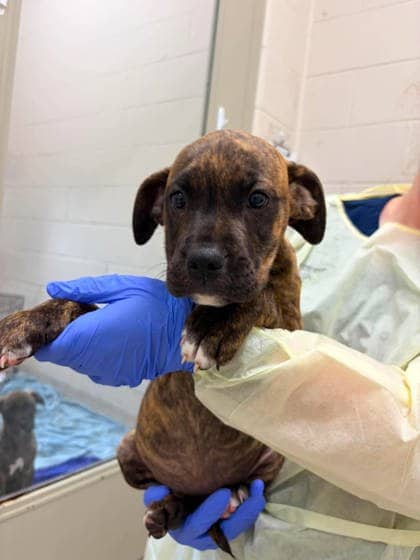 Key Lime - Cane Corso available for adoption