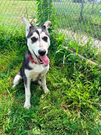 Bunny - Siberian Husky available for adoption at Ontario SPCA (Toronto Area) in Toronto