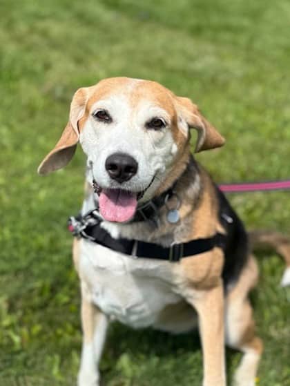 Lucy - Beagle available for adoption at Ontario SPCA (Toronto Area) in Whitby